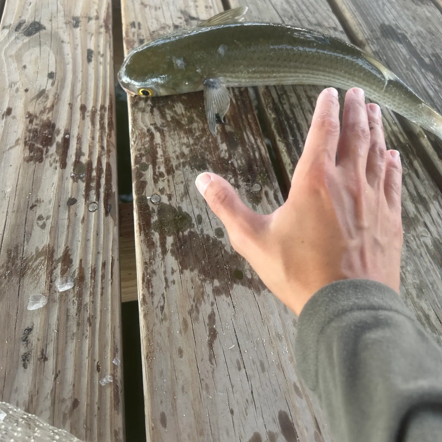 The most recent Striped mullet catches on Fishbrain