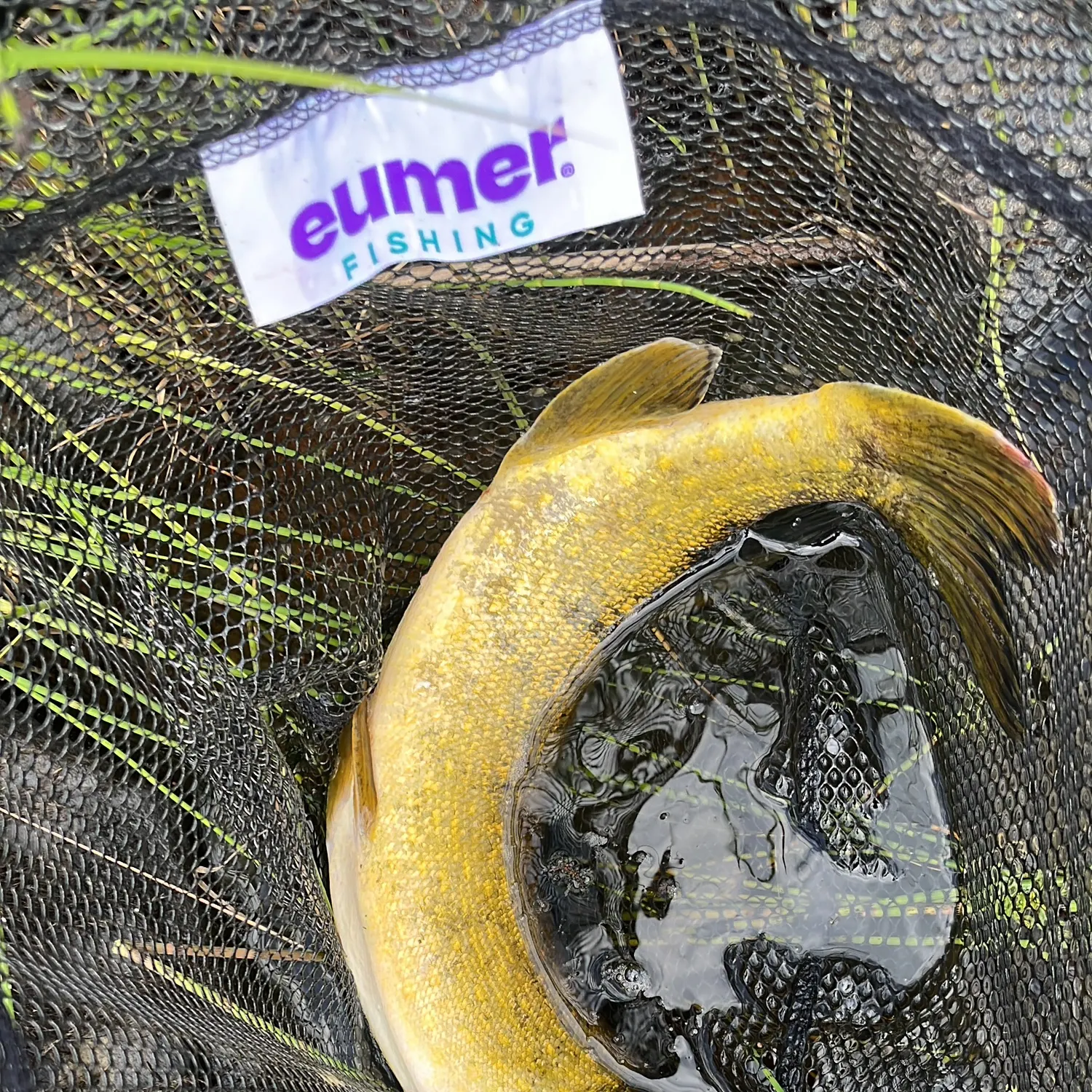 Zander caught on Fishbrain