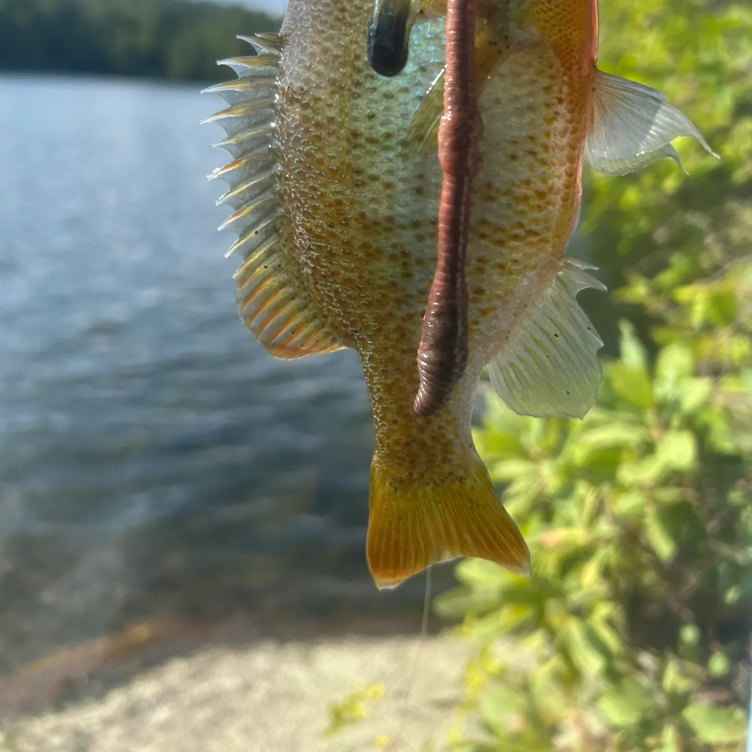 Redbreast sunfish caught on Fishbrain