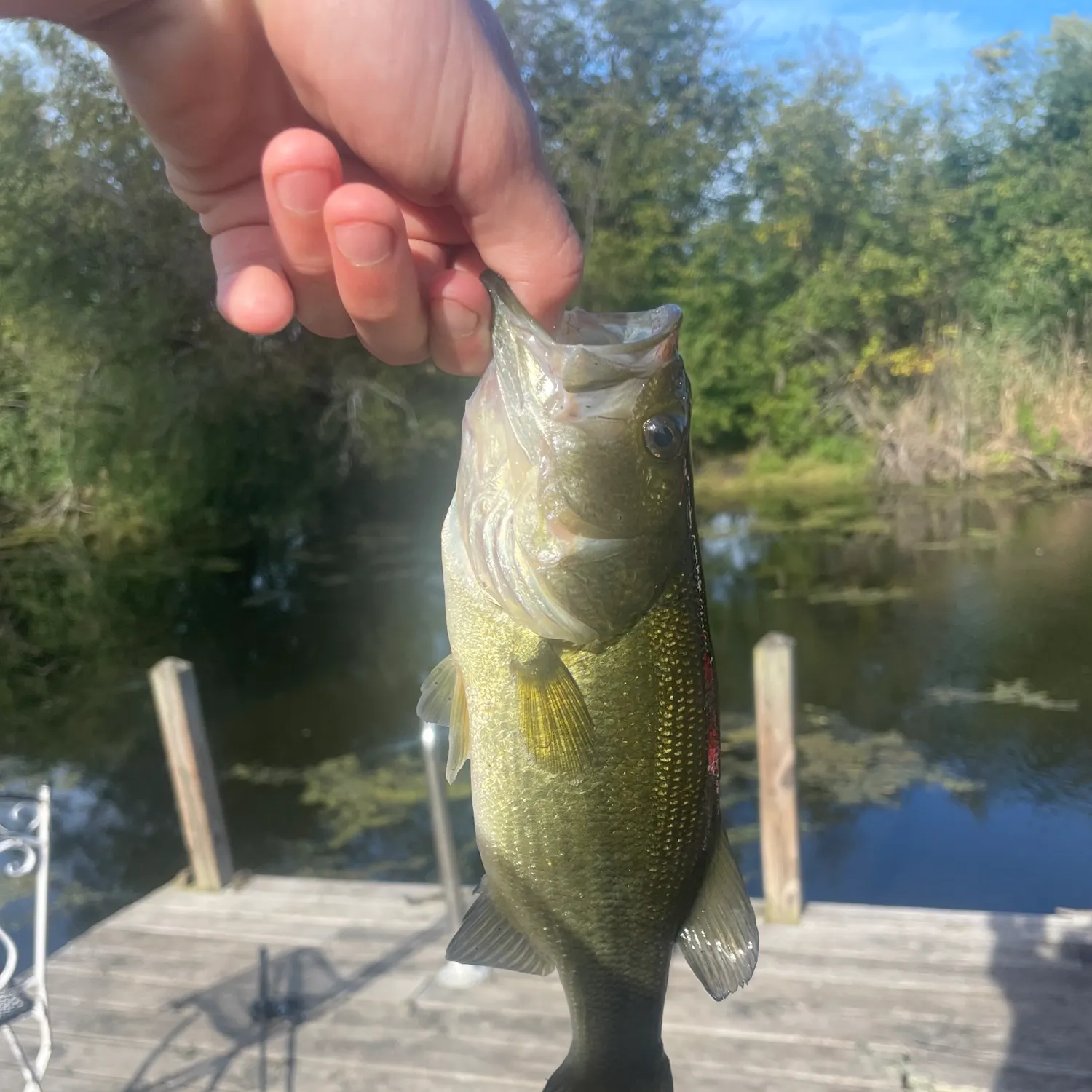 Fish caught on Fishbrain