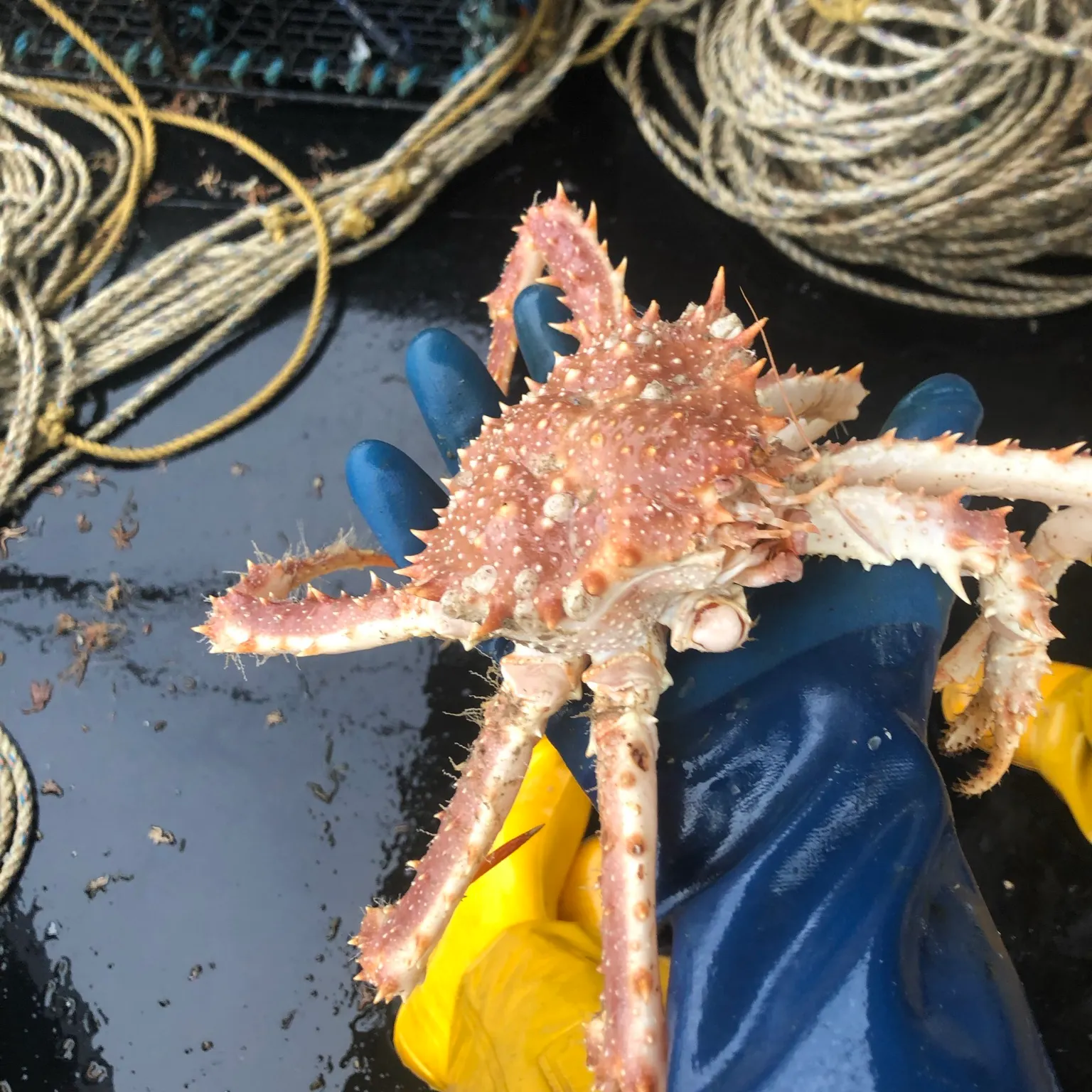 The most recent Alaskan king crab catches on Fishbrain