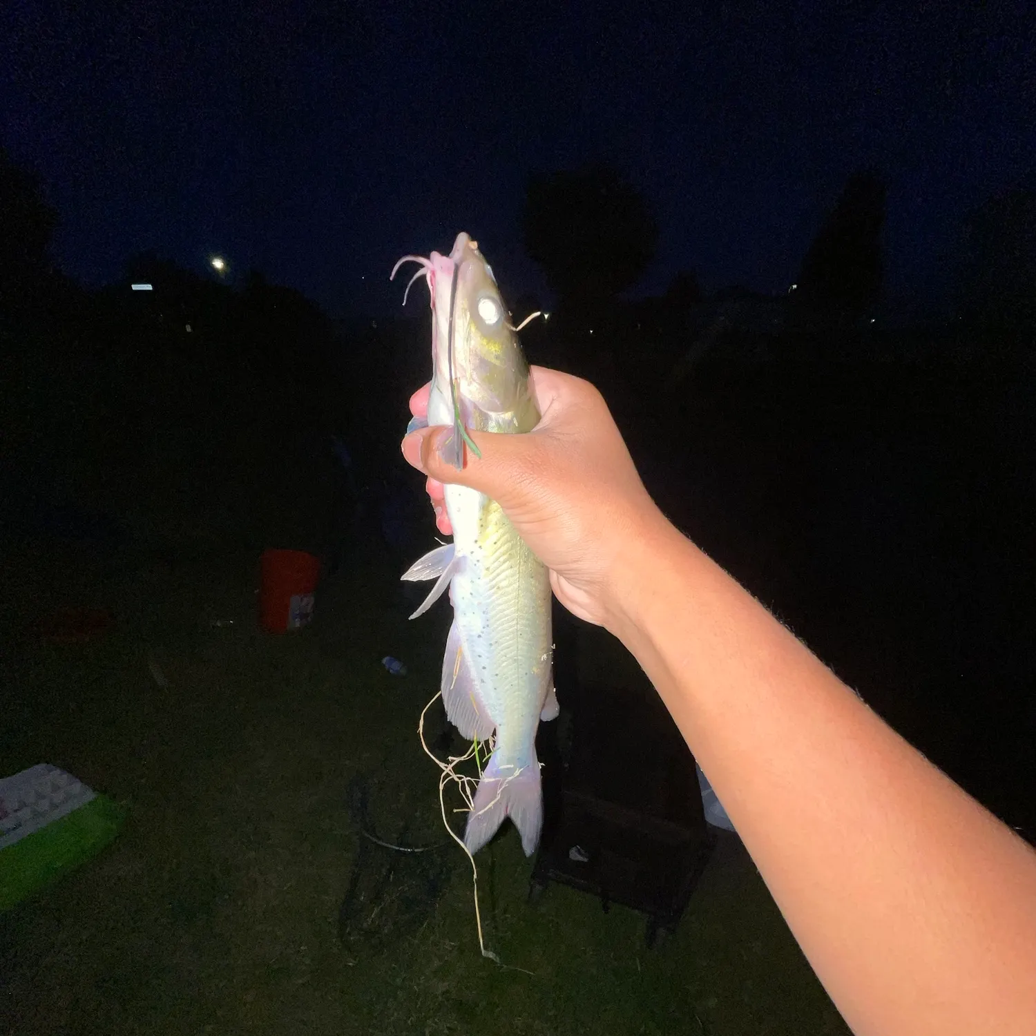 Channel catfish caught on Fishbrain