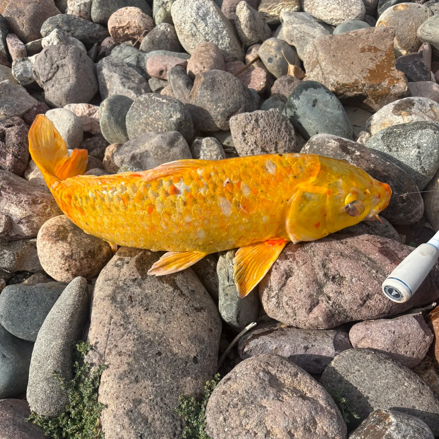 Koi carp caught on Fishbrain