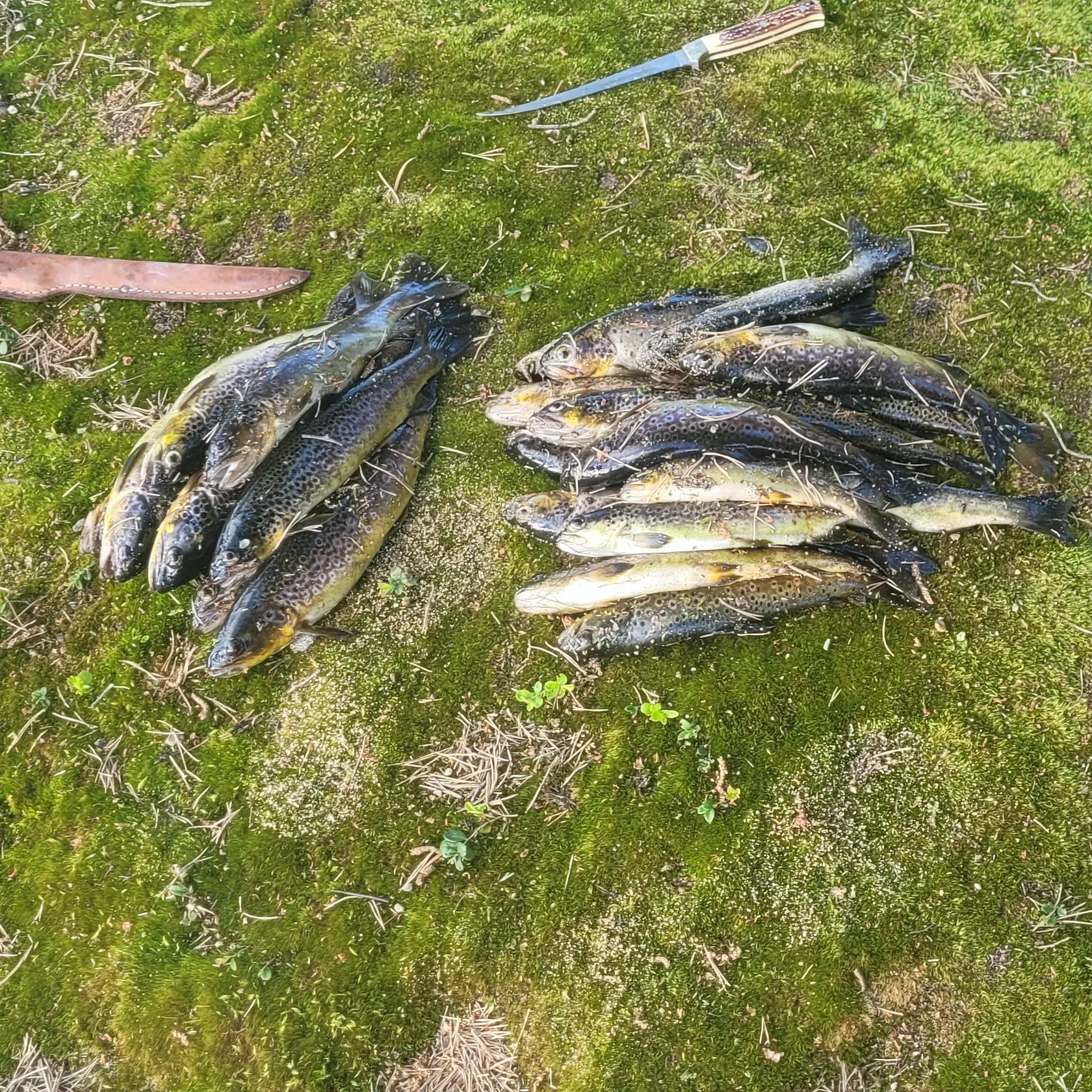 recently logged catches