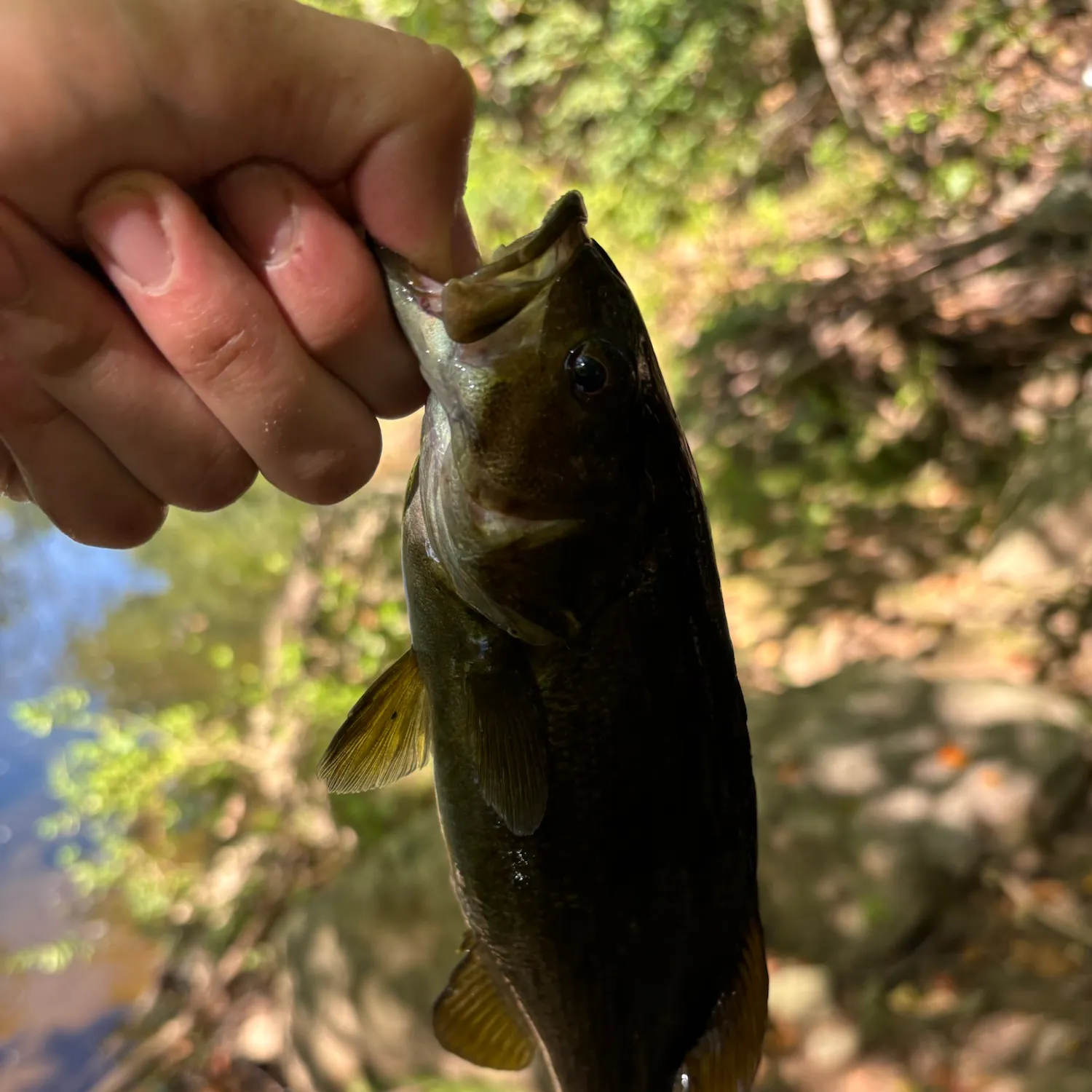 Smallmouth bass caught on Fishbrain