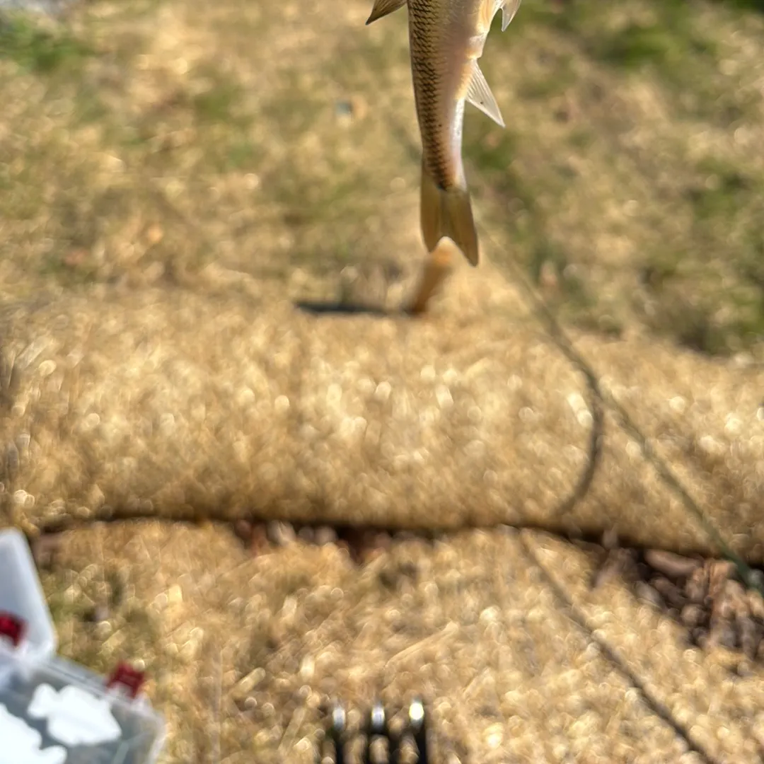 Hornyhead chub caught on Fishbrain