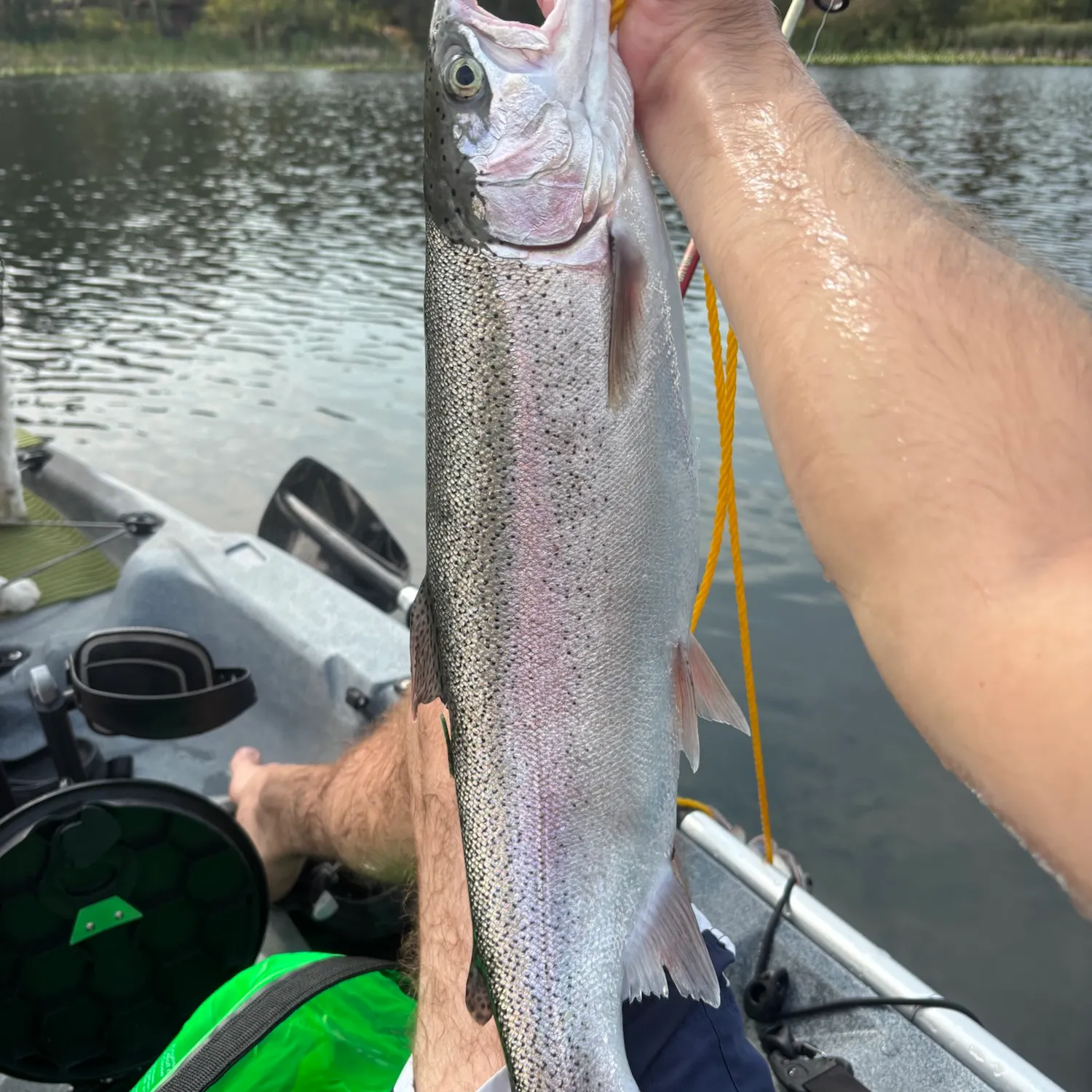 Rainbow trout caught on Fishbrain