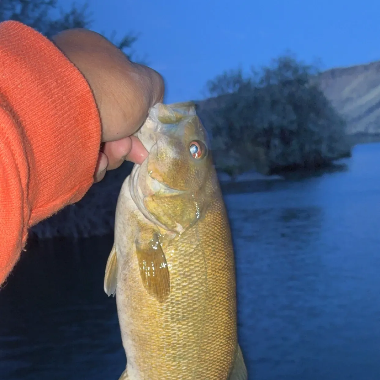 Smallmouth bass caught on Fishbrain