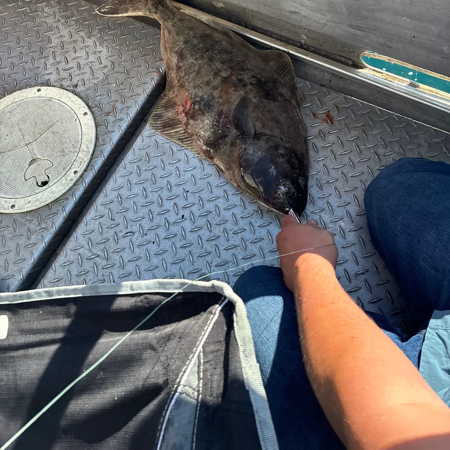 The most recent Pacific halibut catches on Fishbrain