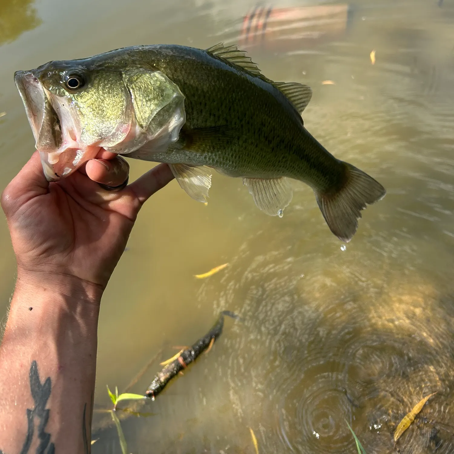 Largemouth bass caught on Fishbrain