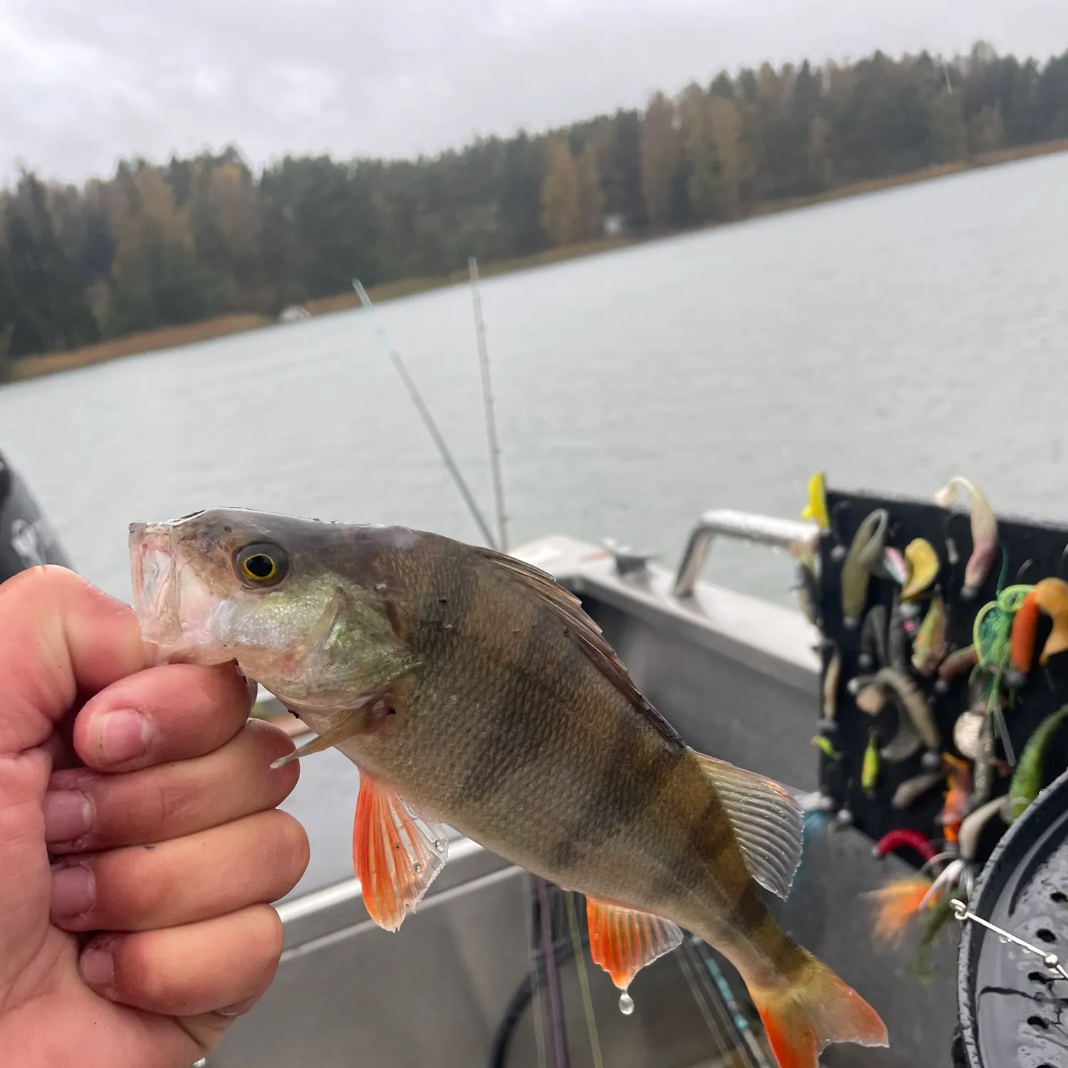 European perch caught on Fishbrain