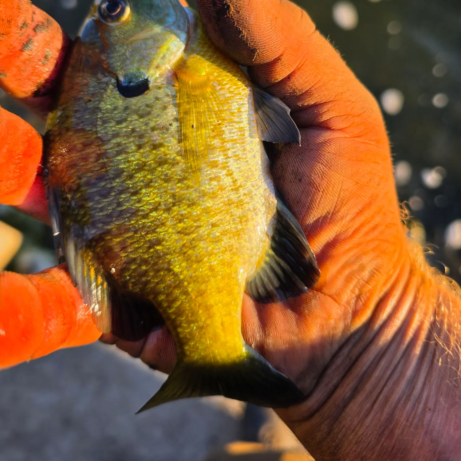 Bluegill caught on Fishbrain