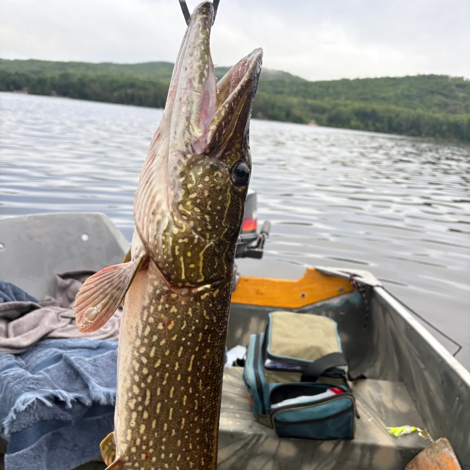 Northern pike caught on Fishbrain
