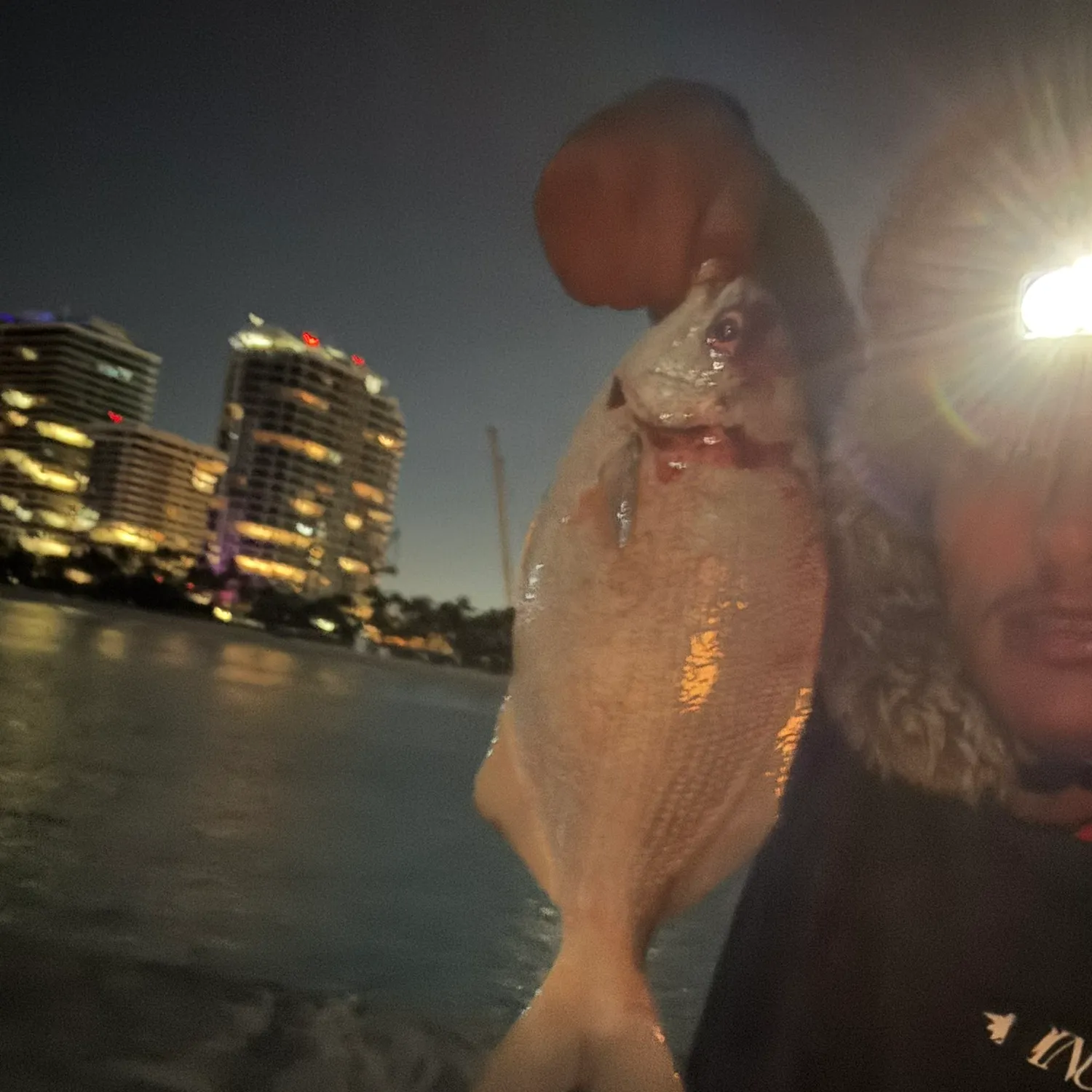The most recent Bermuda sea chub catches on Fishbrain