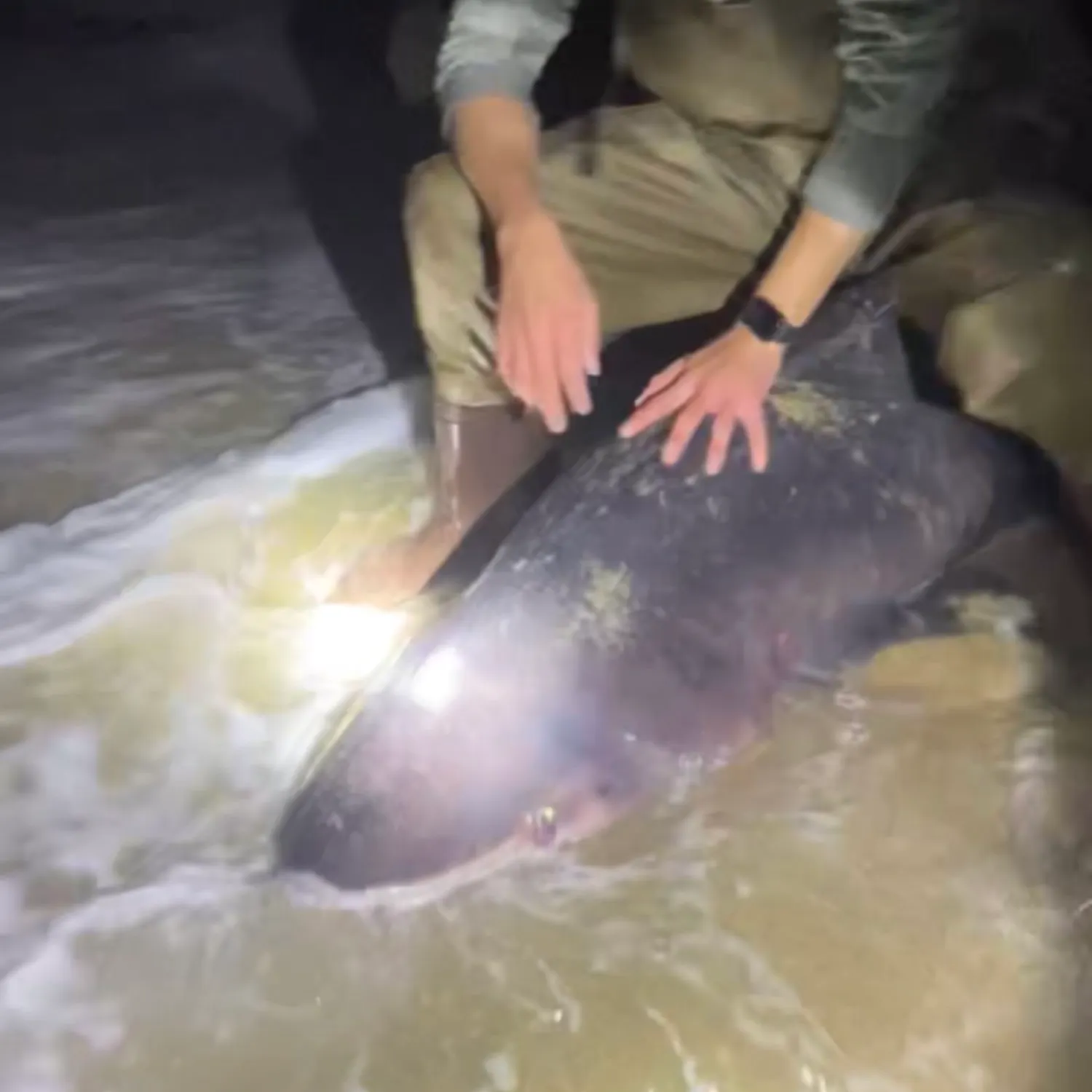 The most recent Prickly shark catches on Fishbrain