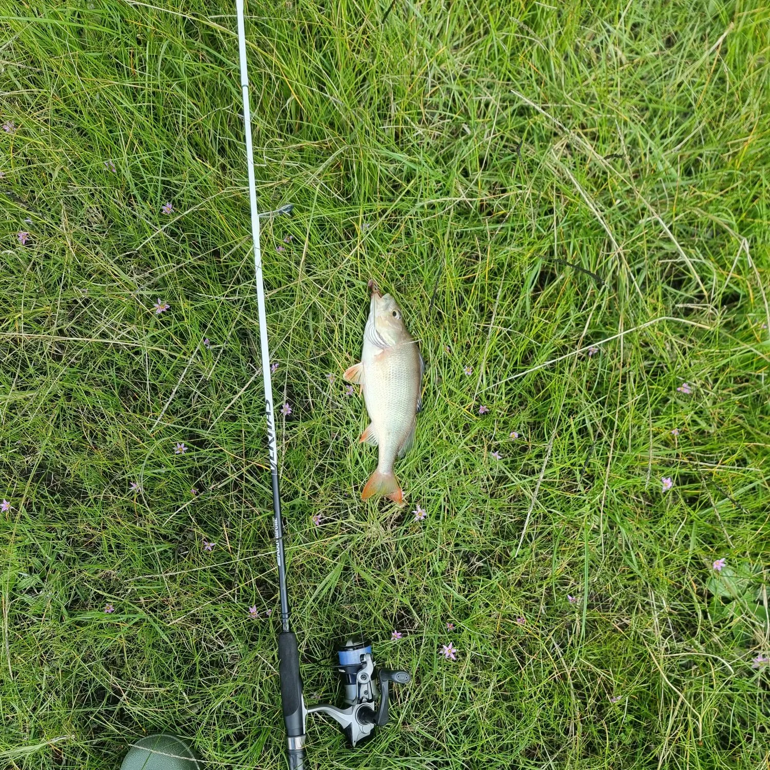 European perch caught on Fishbrain