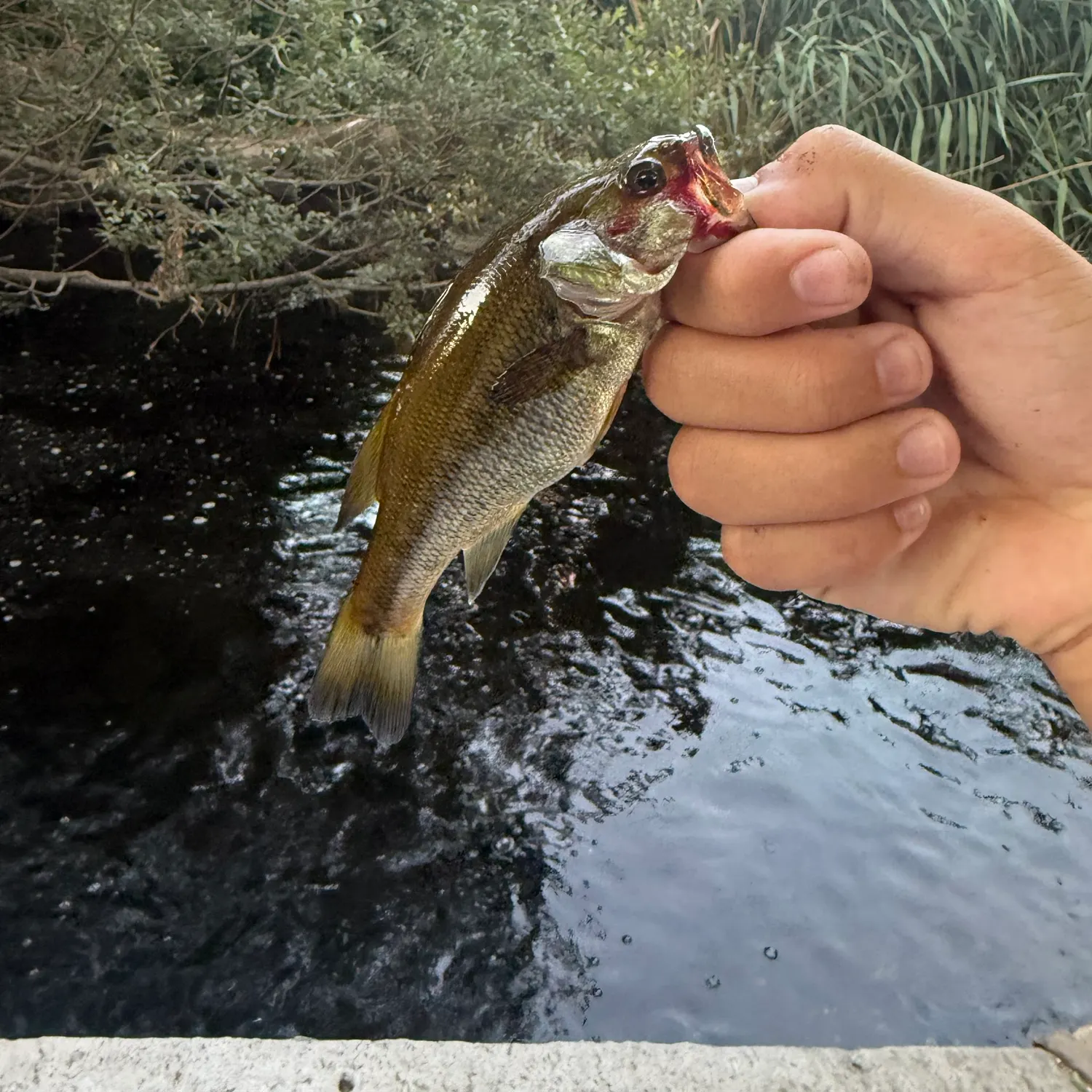 catch