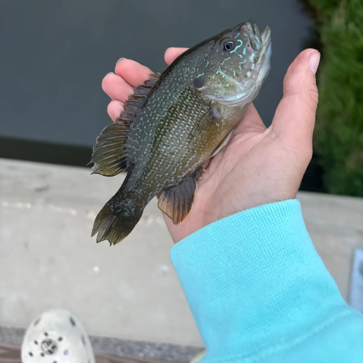 Green sunfish caught on Fishbrain