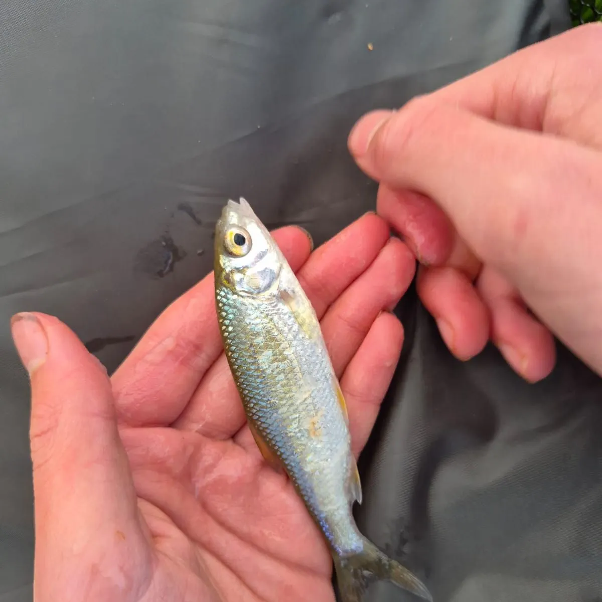 Common bleak caught on Fishbrain