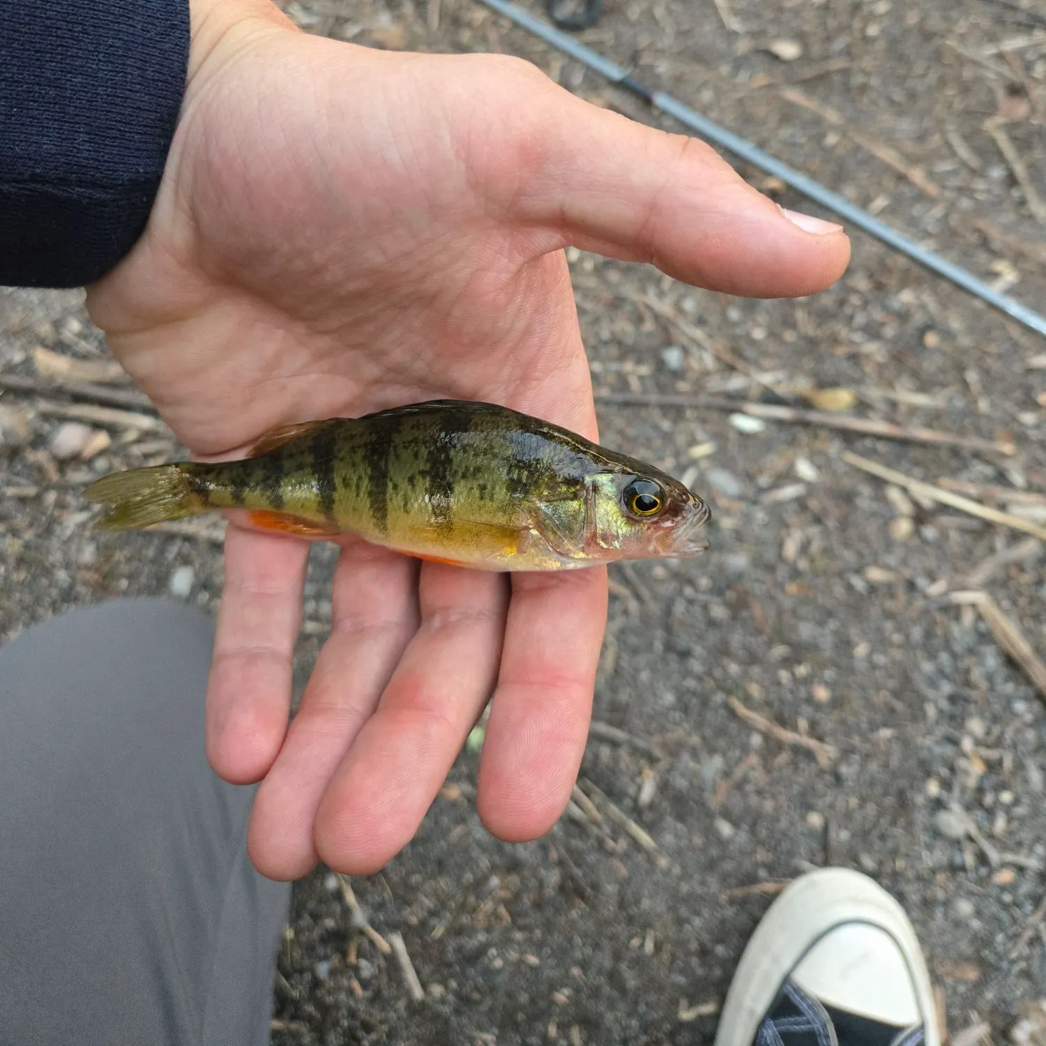 Yellow perch caught on Fishbrain