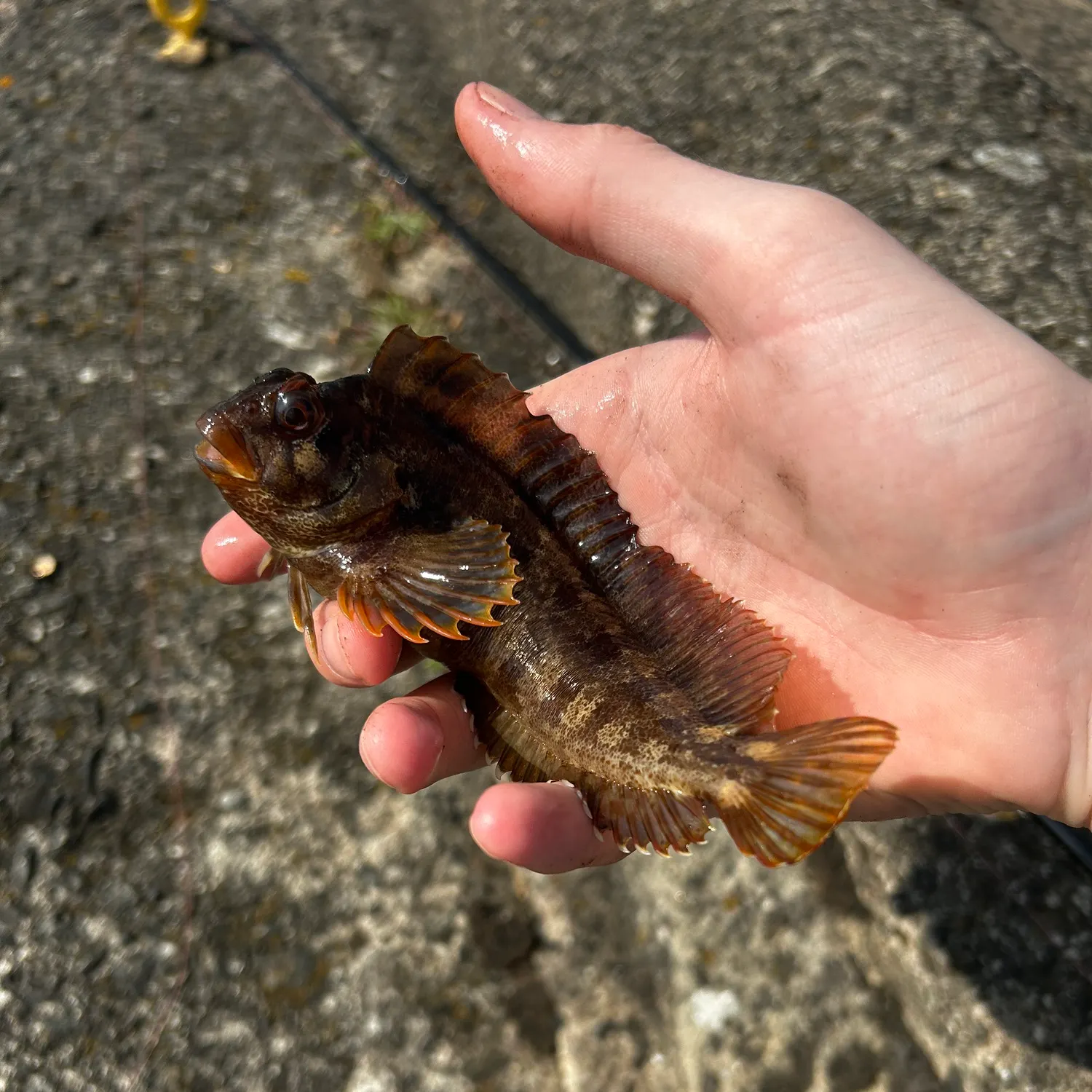 The most recent Tompot blenny catches on Fishbrain
