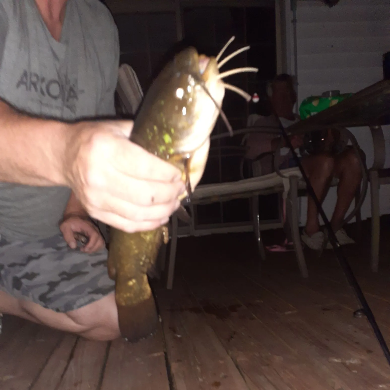The most recent Silver catfish catches on Fishbrain