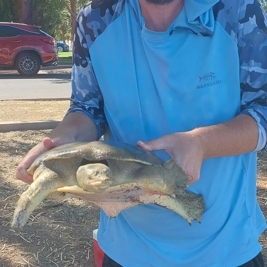 Spiny softshell turtle caught on Fishbrain