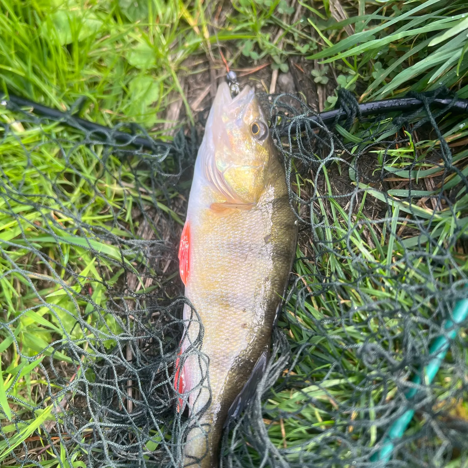 European perch caught on Fishbrain