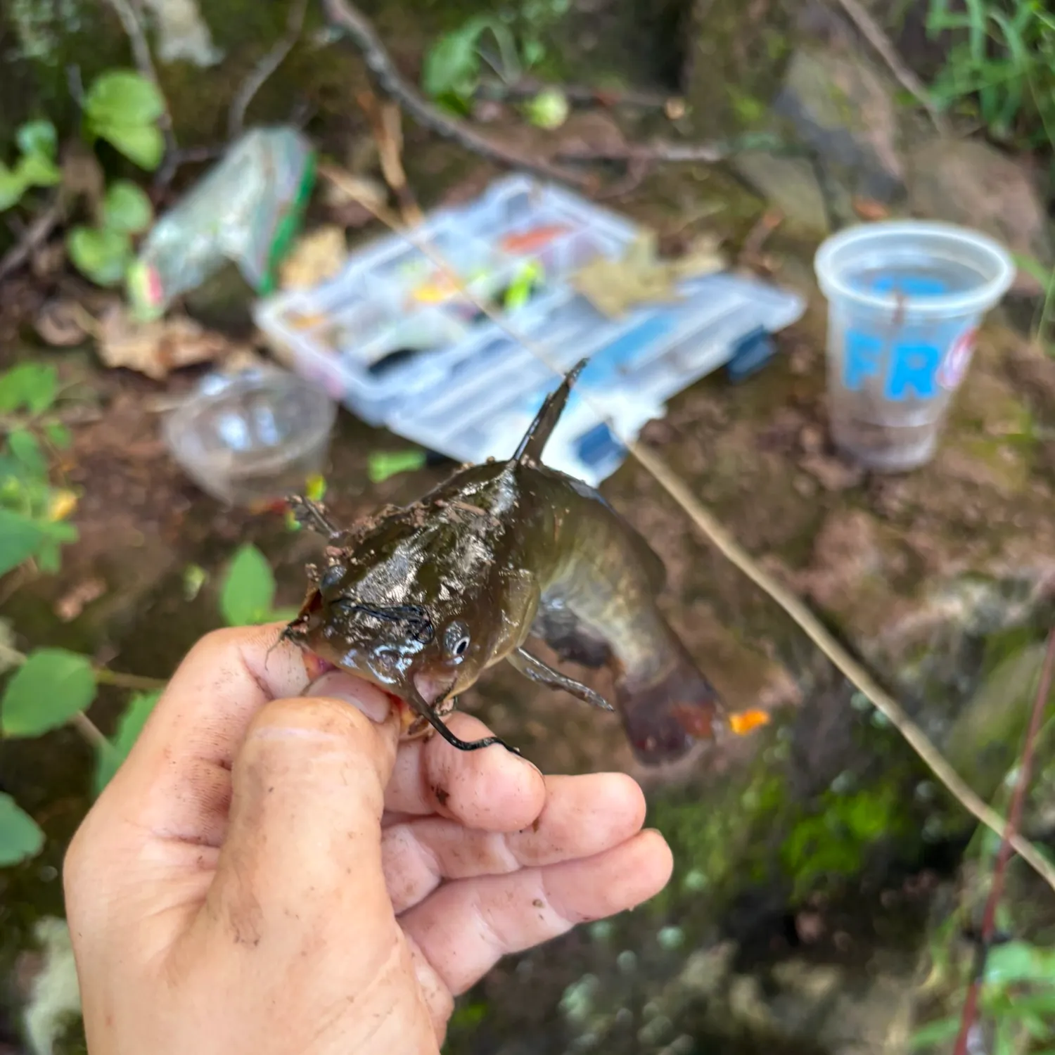 Black bullhead caught on Fishbrain