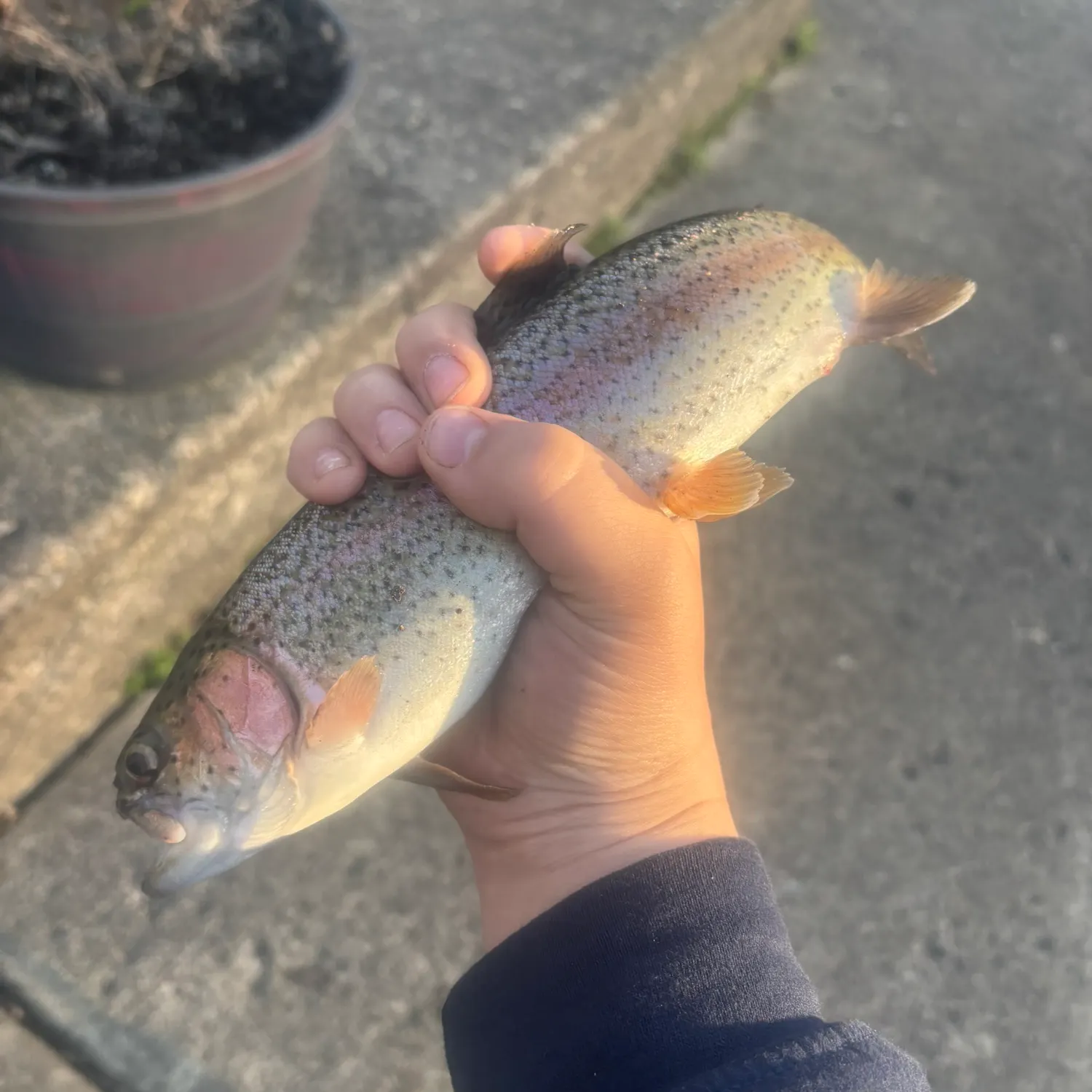 The most recent Bonnethead shark catches on Fishbrain