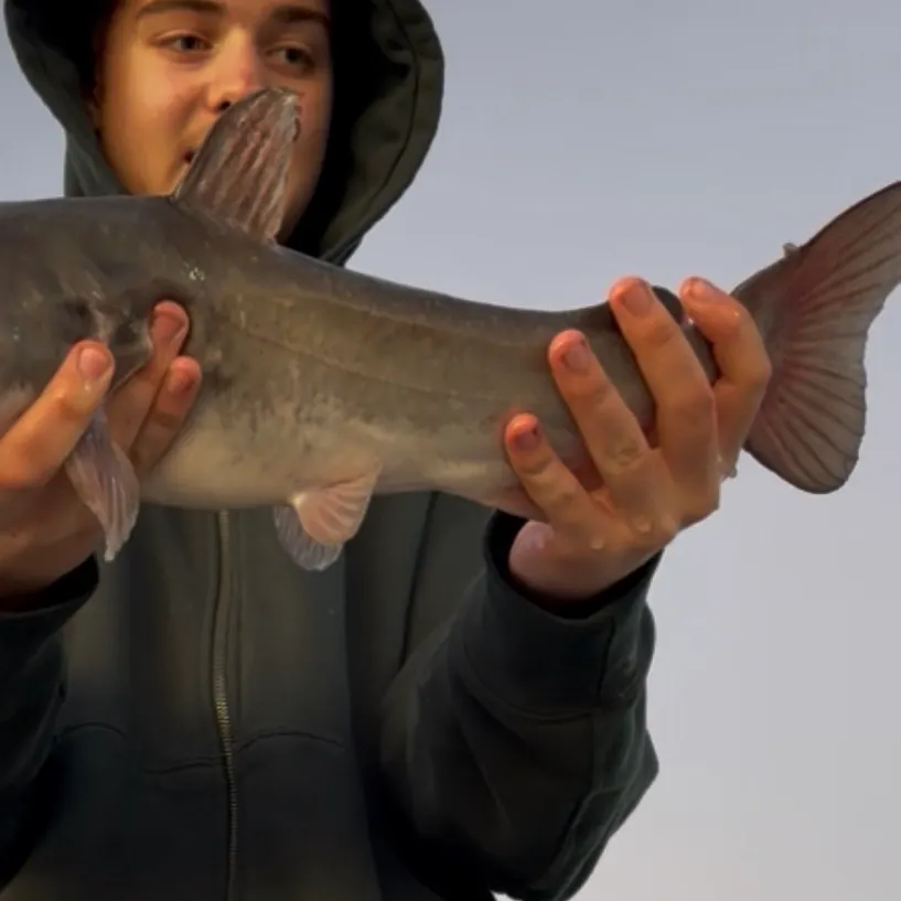 White bullhead caught on Fishbrain