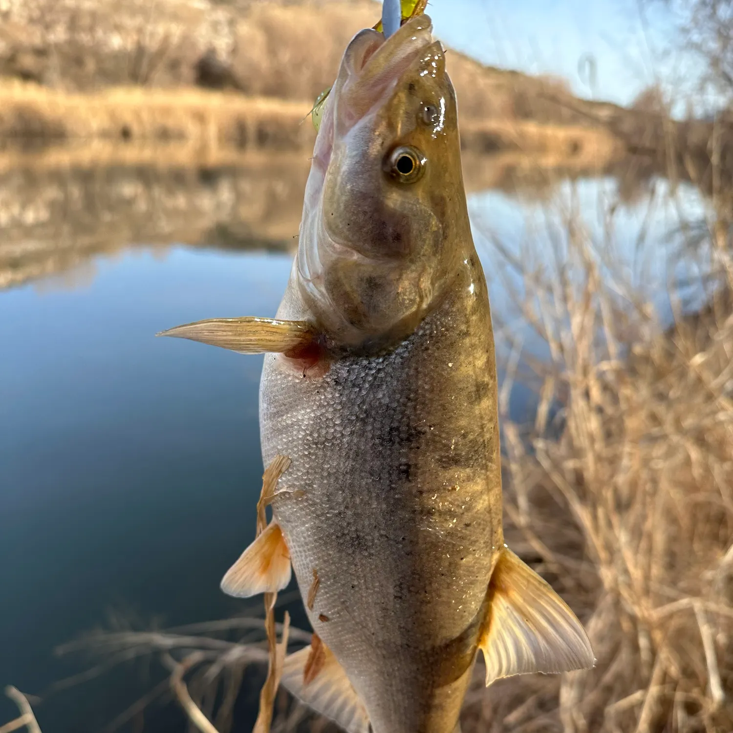 The most popular recent Roundtail chub catch on Fishbrain