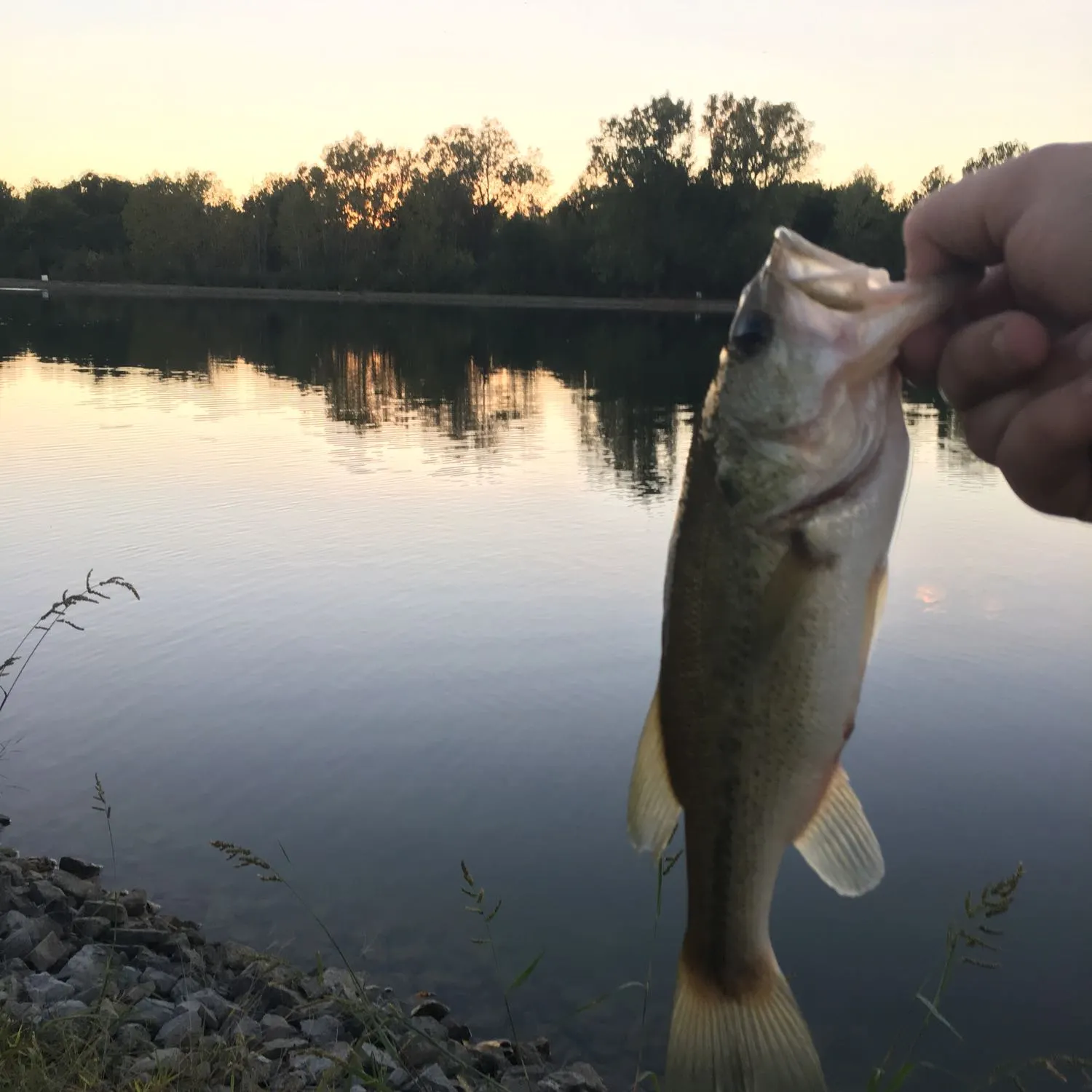 Fish caught on Fishbrain