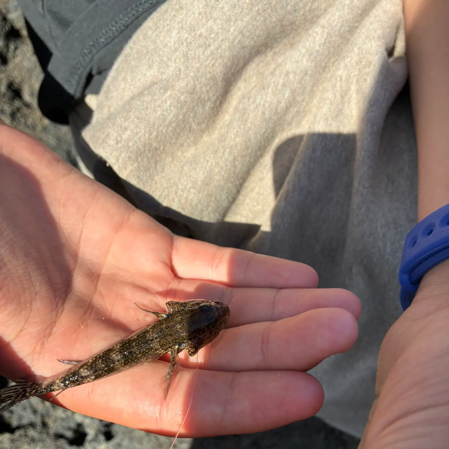 The most recent Common logperch catches on Fishbrain