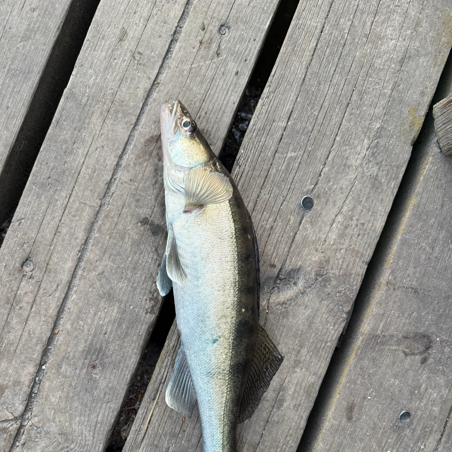 The most recent Zander catches on Fishbrain