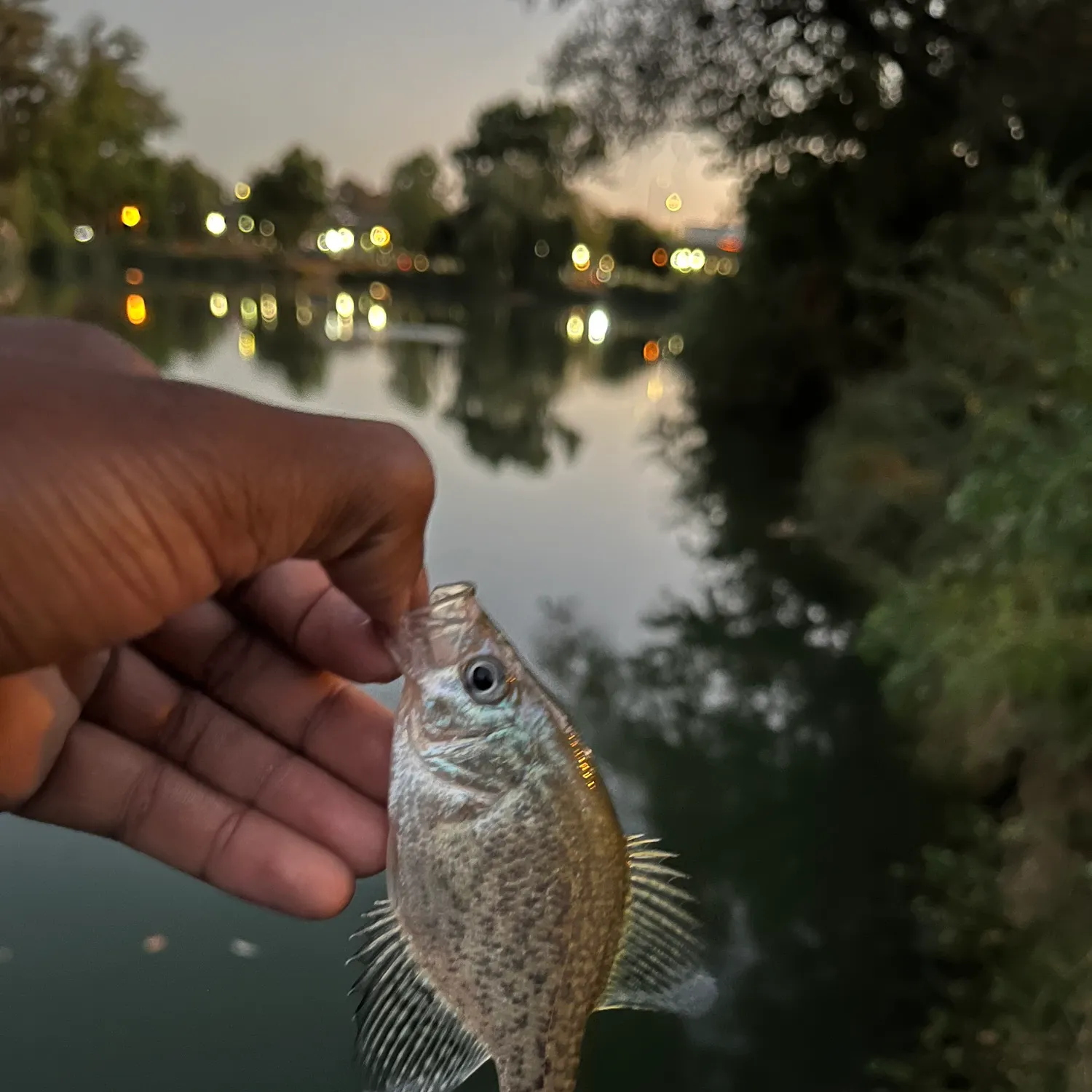 Black crappie caught on Fishbrain