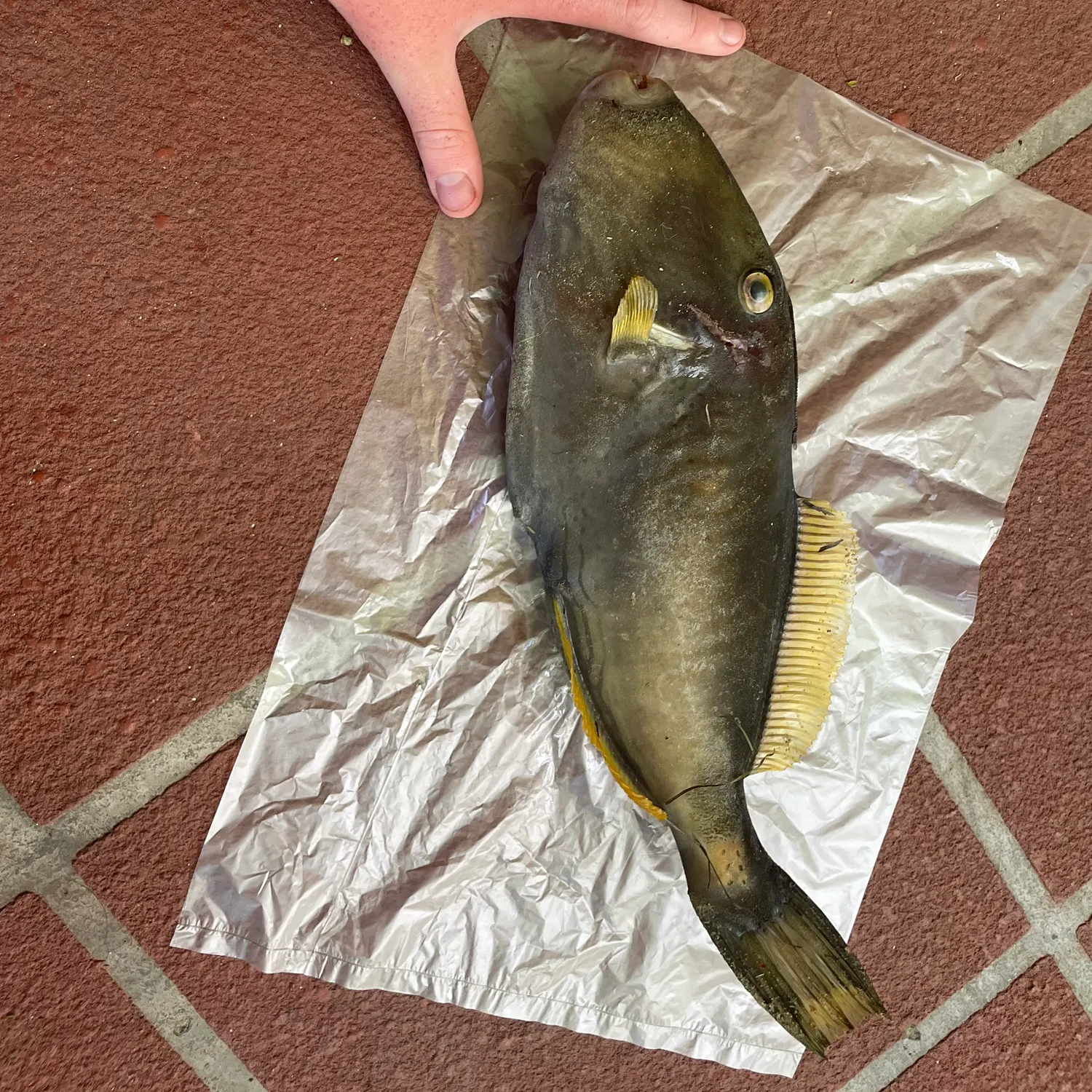 The most recent Six-spined leatherjacket catches on Fishbrain