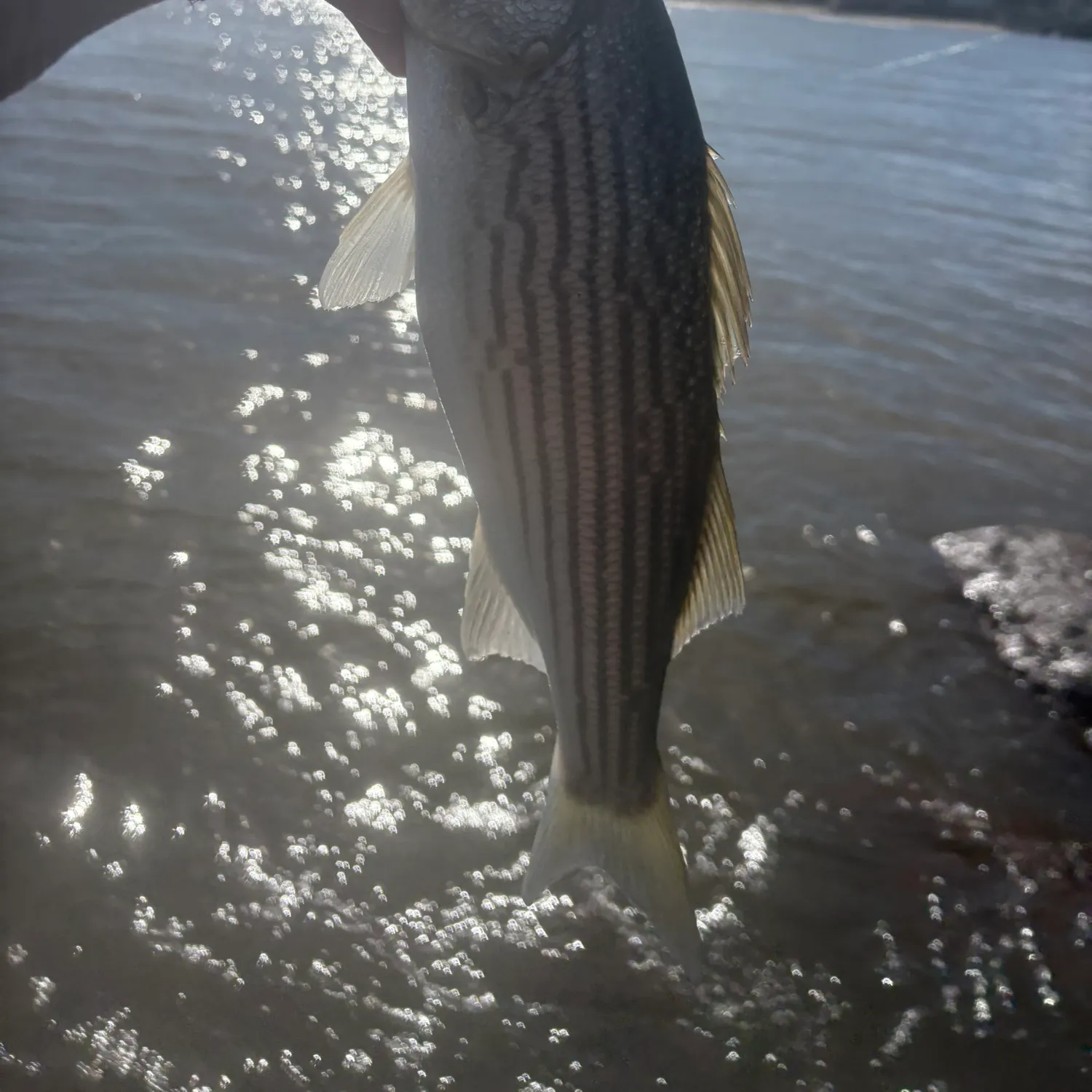 Striped bass caught on Fishbrain