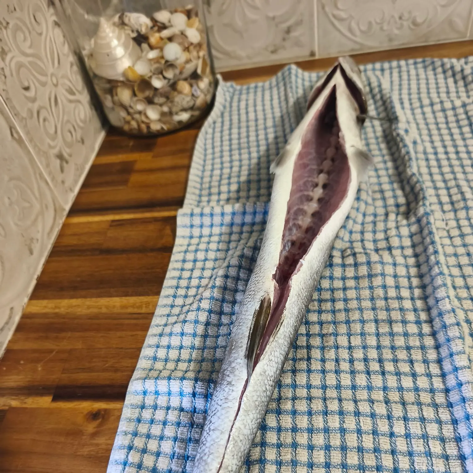 The most recent Pickhandle barracuda catches on Fishbrain
