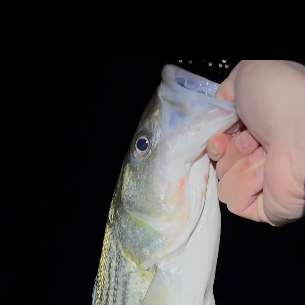 Striped bass caught on Fishbrain