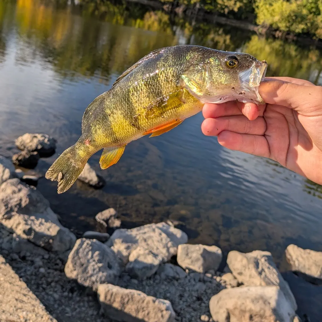 Yellow perch caught on Fishbrain