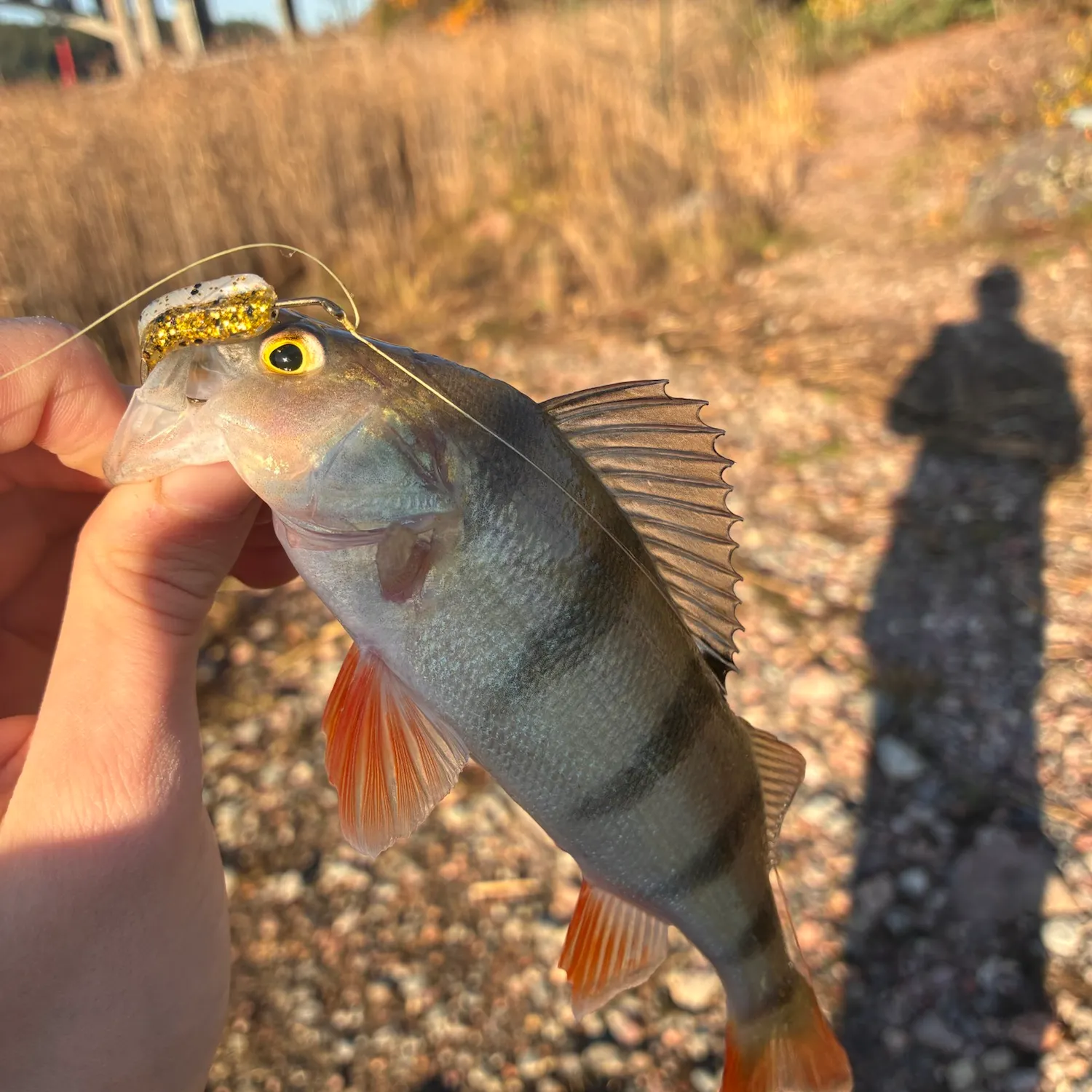 European perch caught on Fishbrain