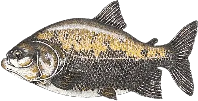 Black pacu