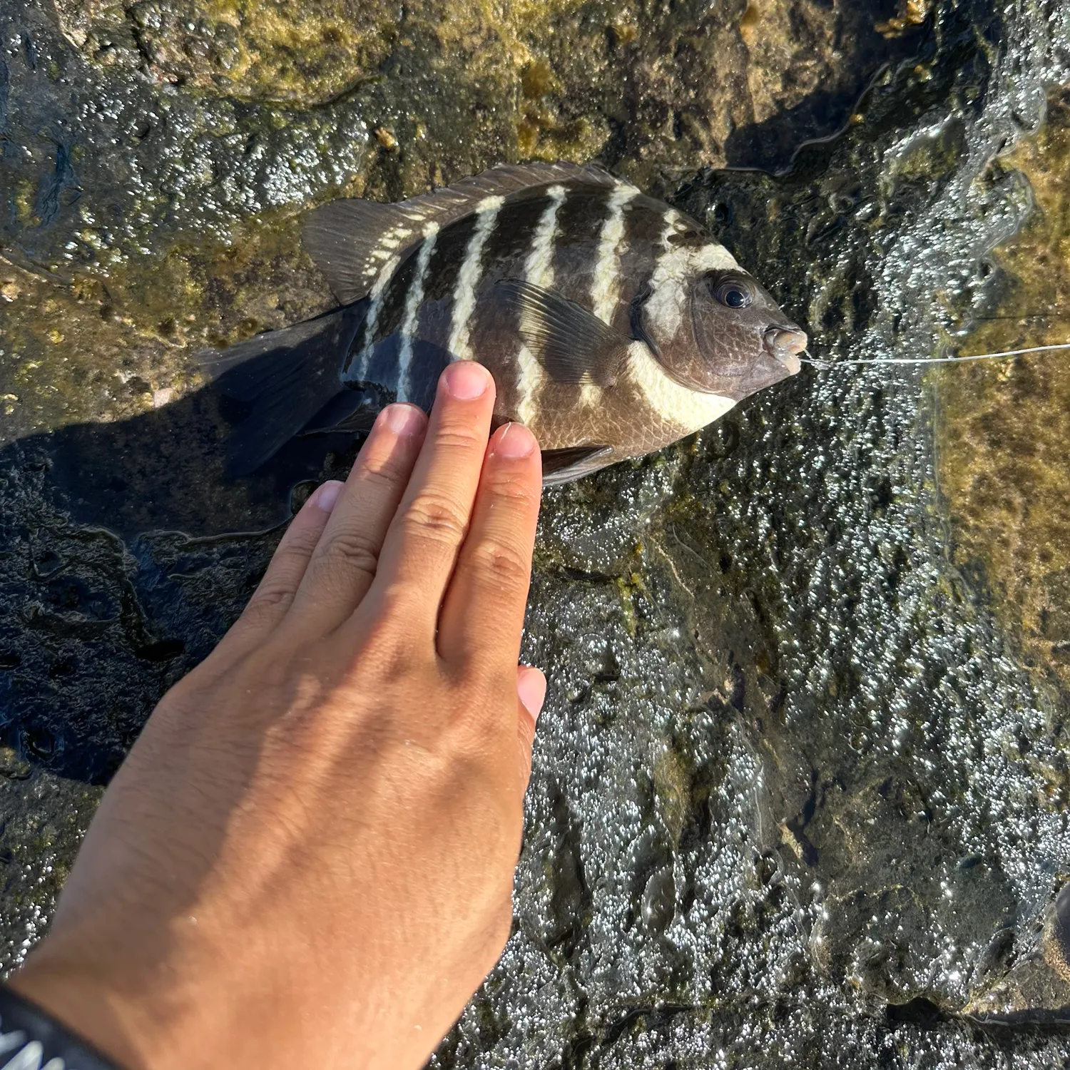 The most recent Blackspot sergeant catches on Fishbrain