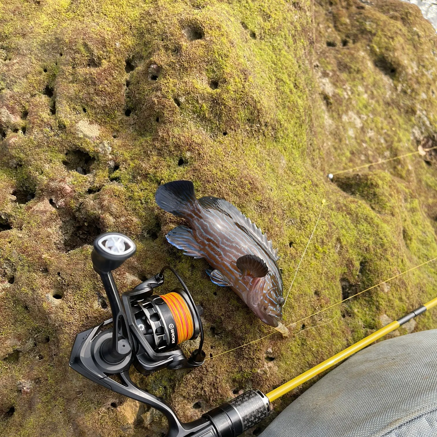 The most recent Bluelined hind catches on Fishbrain
