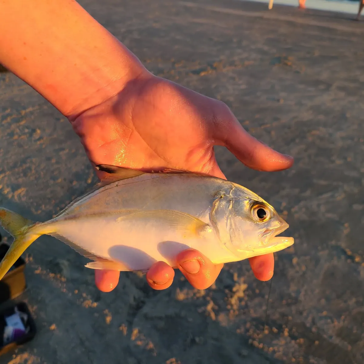 The most recent Horse-eye jack catches on Fishbrain