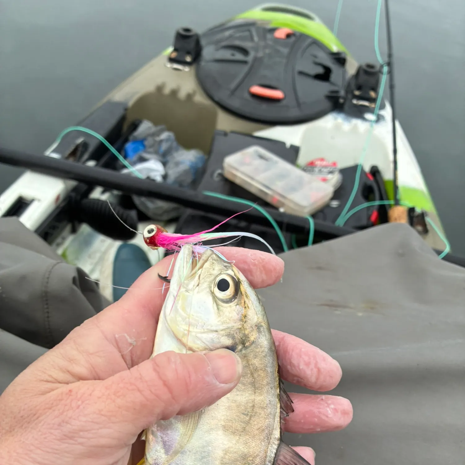 The most recent Crevalle jack catches on Fishbrain