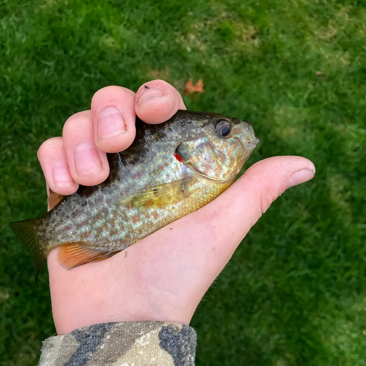 Pumpkingill hybrid caught on Fishbrain