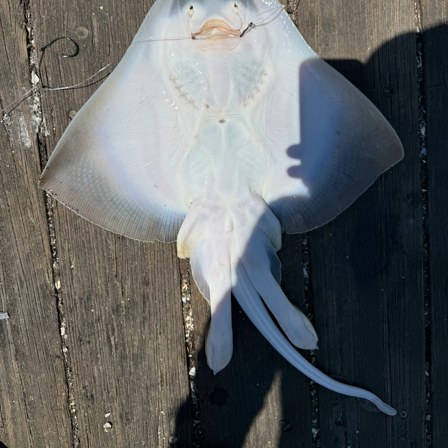 The most recent Clearnose skate catches on Fishbrain