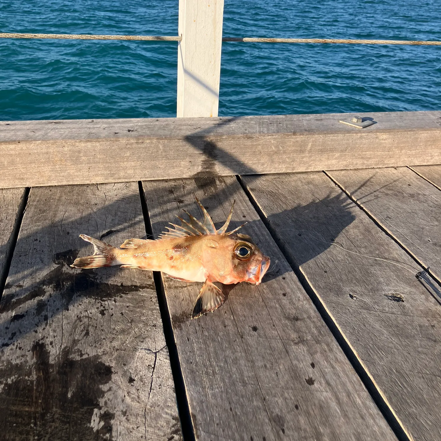 The most recent Red gurnard perch catches on Fishbrain
